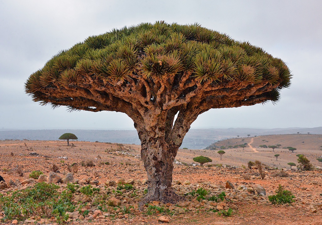 Árbol de la Sangre del Dragón en Socotra