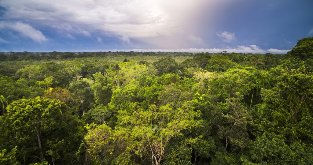 amazon peru