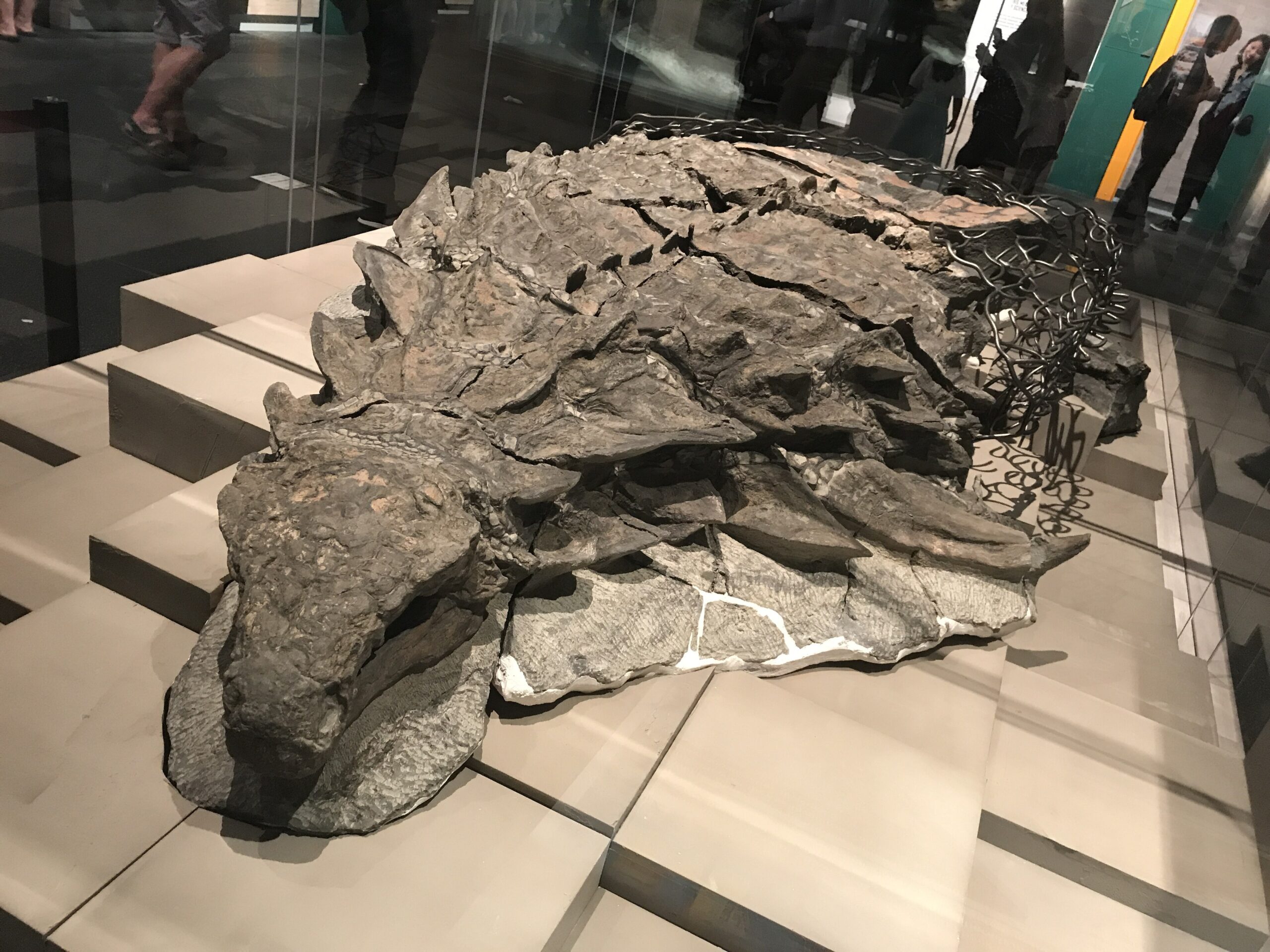 odosaur Fossil odosaur Fossil