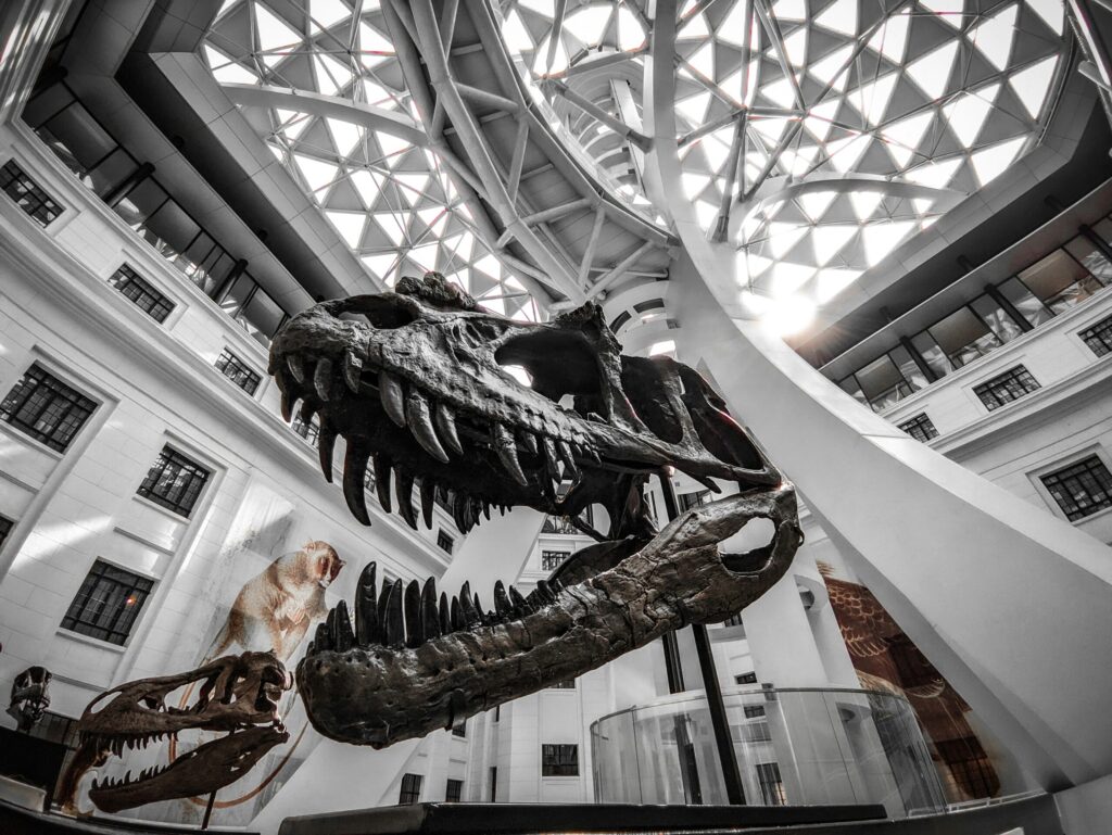 The Discovery of Dinosaurs The Bones Oxford Kept Without Knowing What They Were