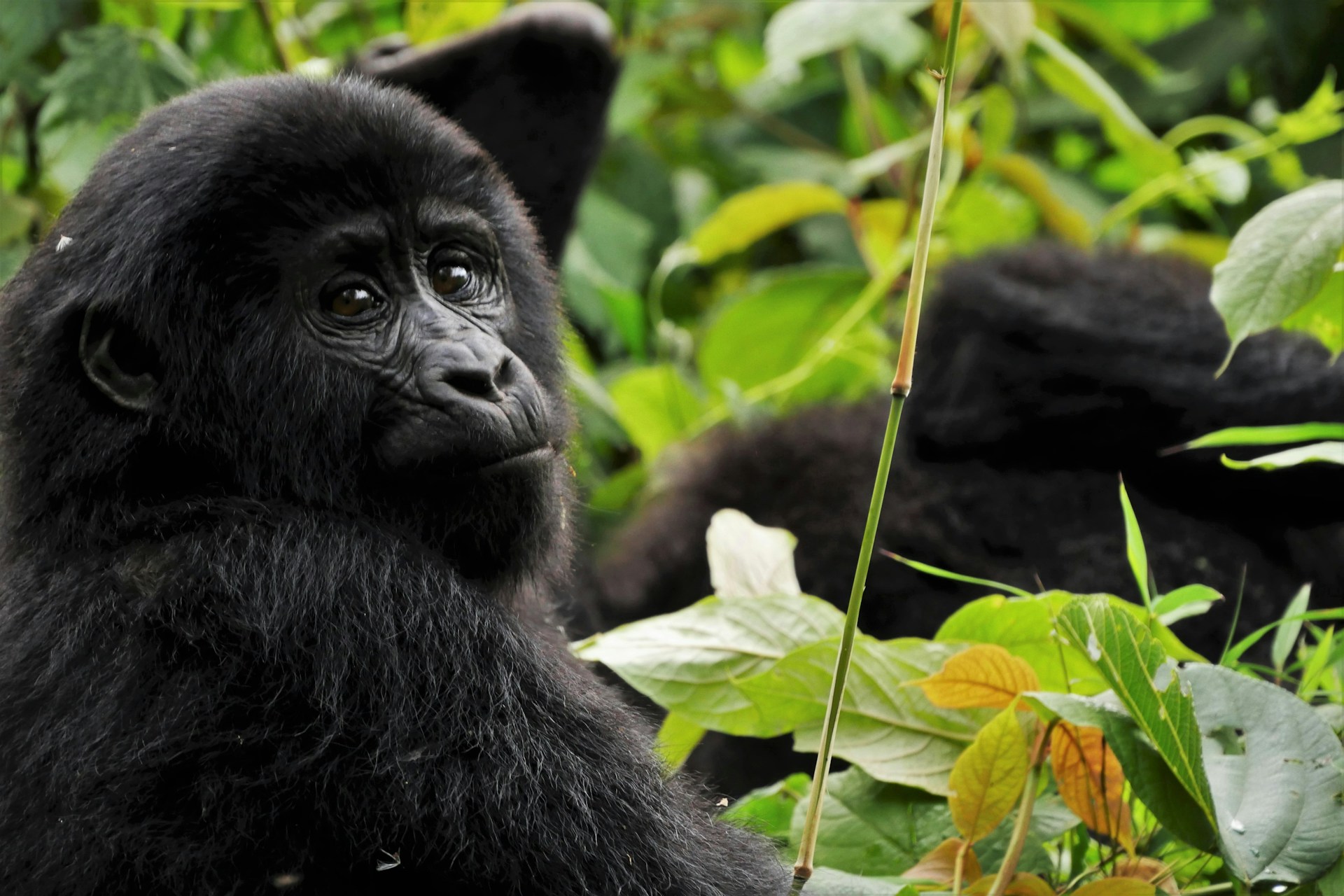 Bwindi Impenetrable National Park Bwindi Impenetrable National Park