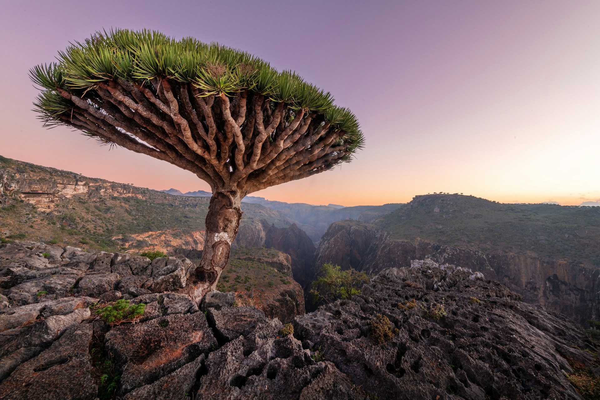 socotra island, yemen socotra island, yemen