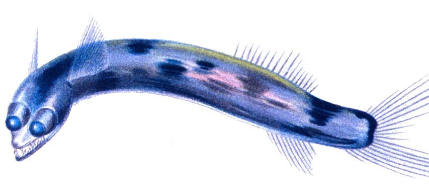 telescopefish-the-deep-sea-predator