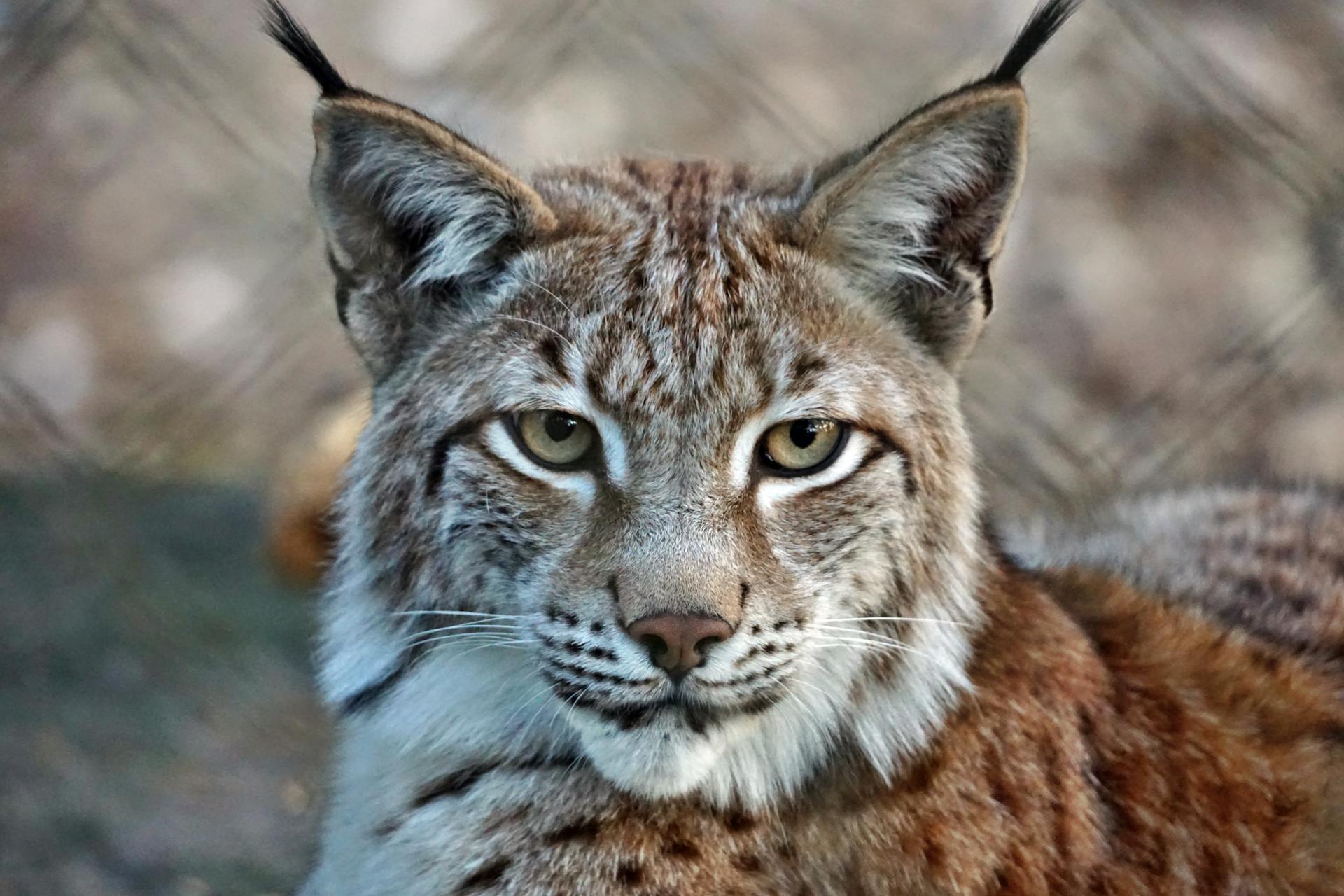 Iberian lynx Iberian lynx