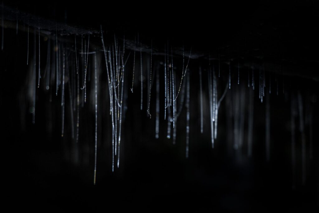 waitomo-caves