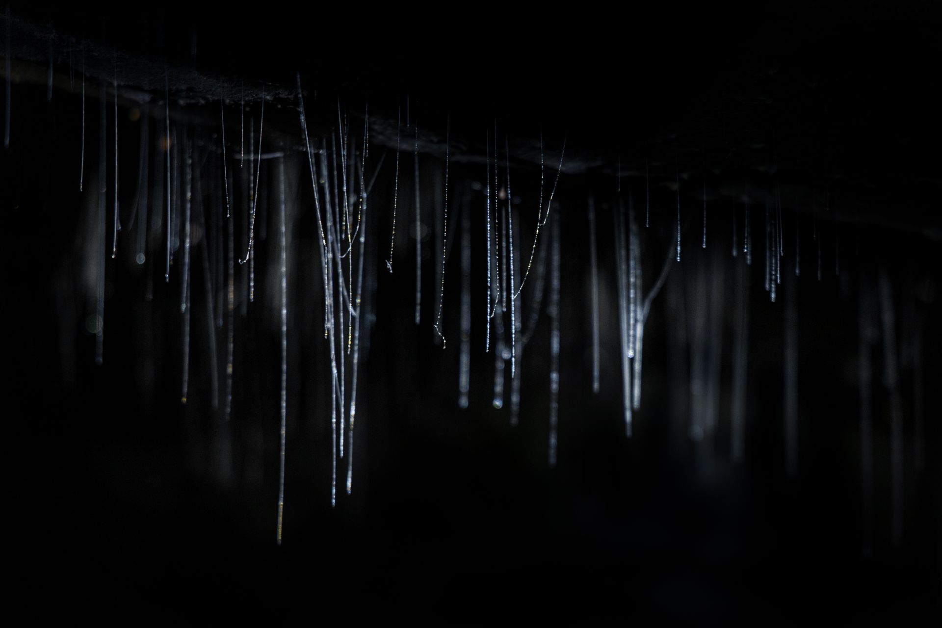 waitomo-caves