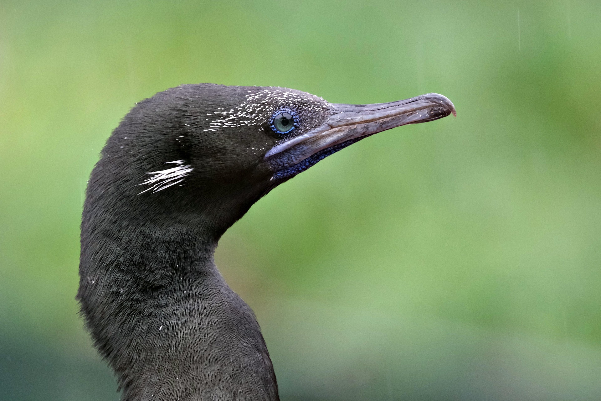 Socotra cormorant Socotra cormorant