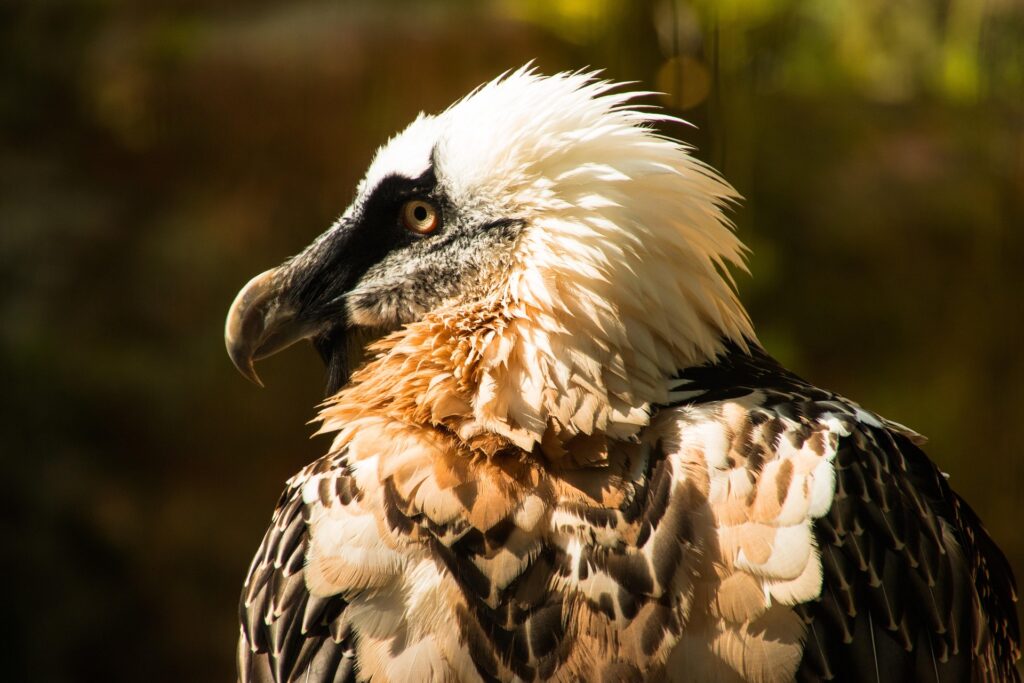 birds with strange behaviors