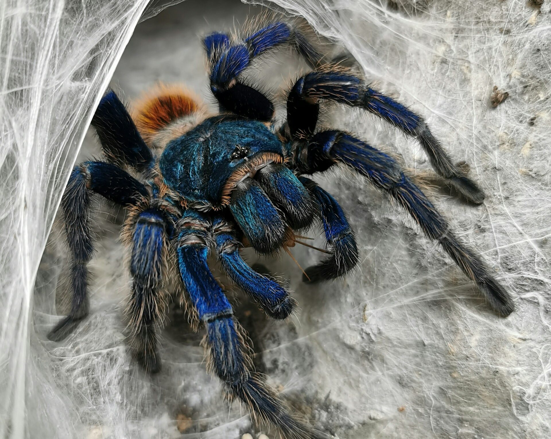 blue-tarantula-socotra blue-tarantula-socotra