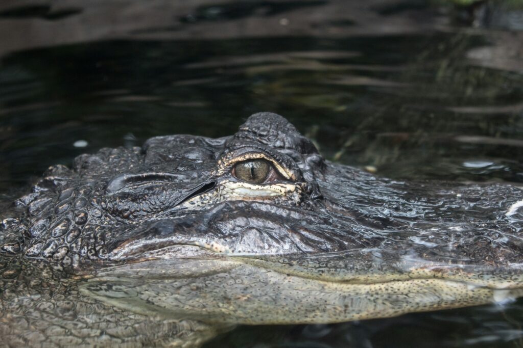 caiman's wedding