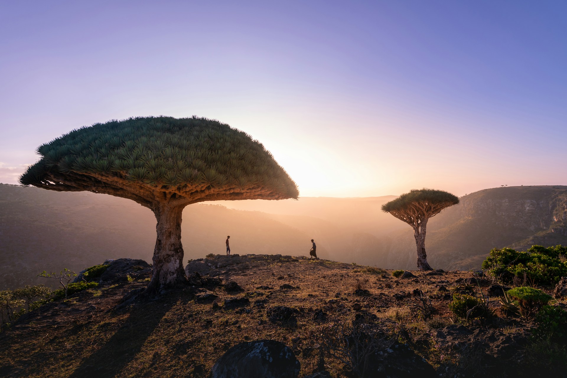 endemic-species-of-socotra