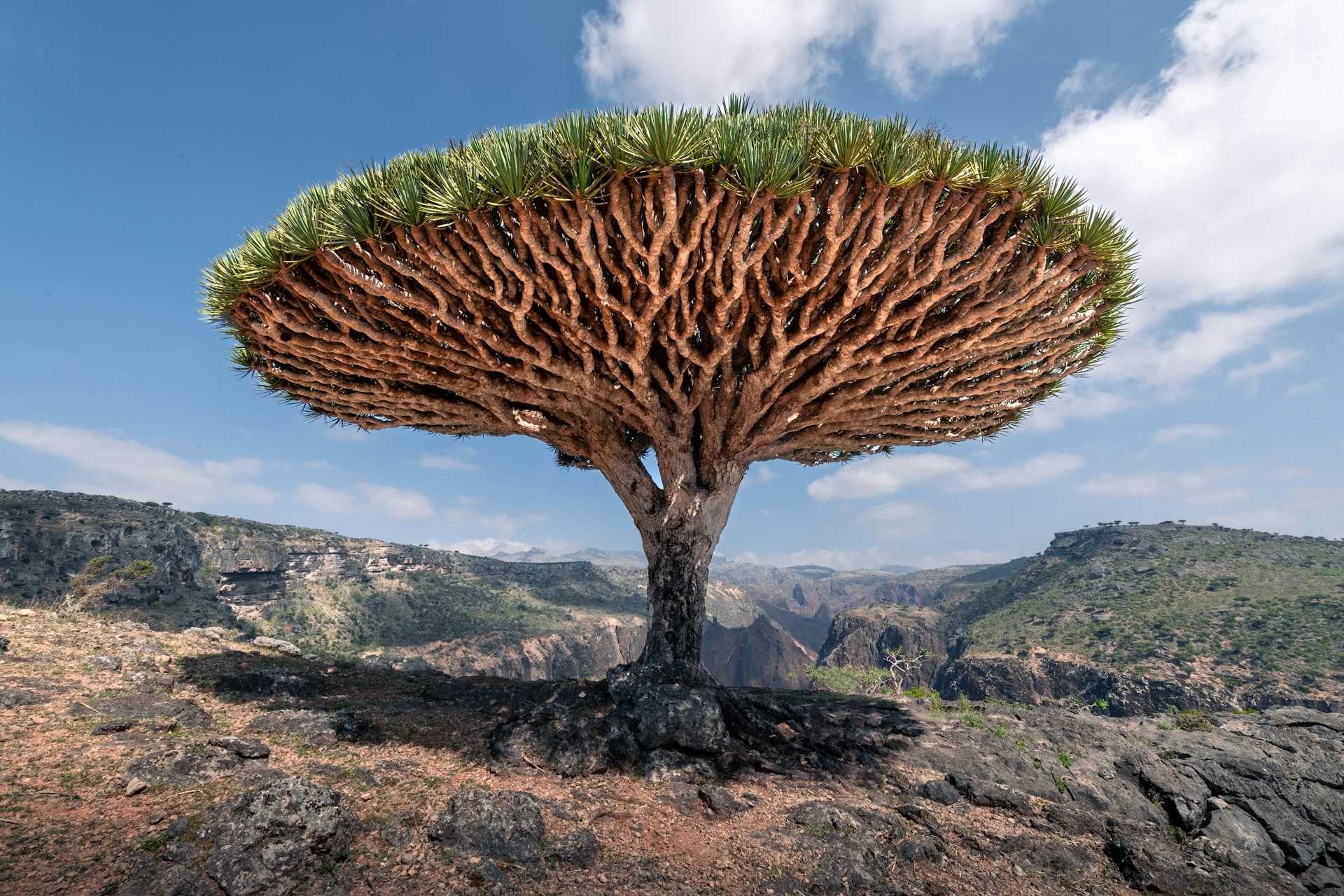 dragons-blood-tree-socotra dragons-blood-tree-socotra