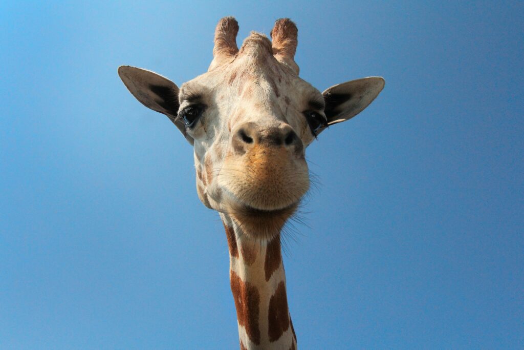 giraffes can add