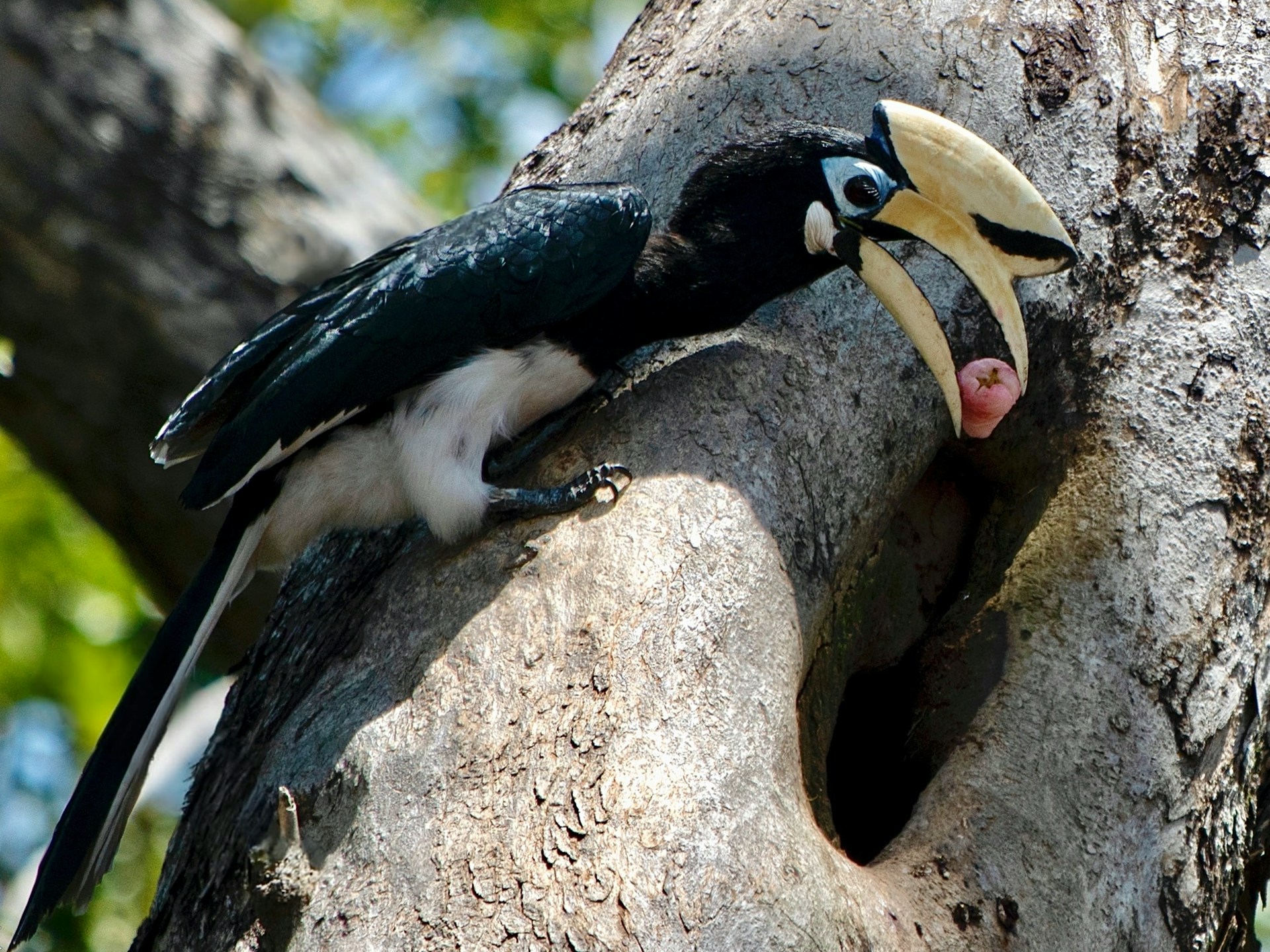 oriental pied hornbill oriental pied hornbill