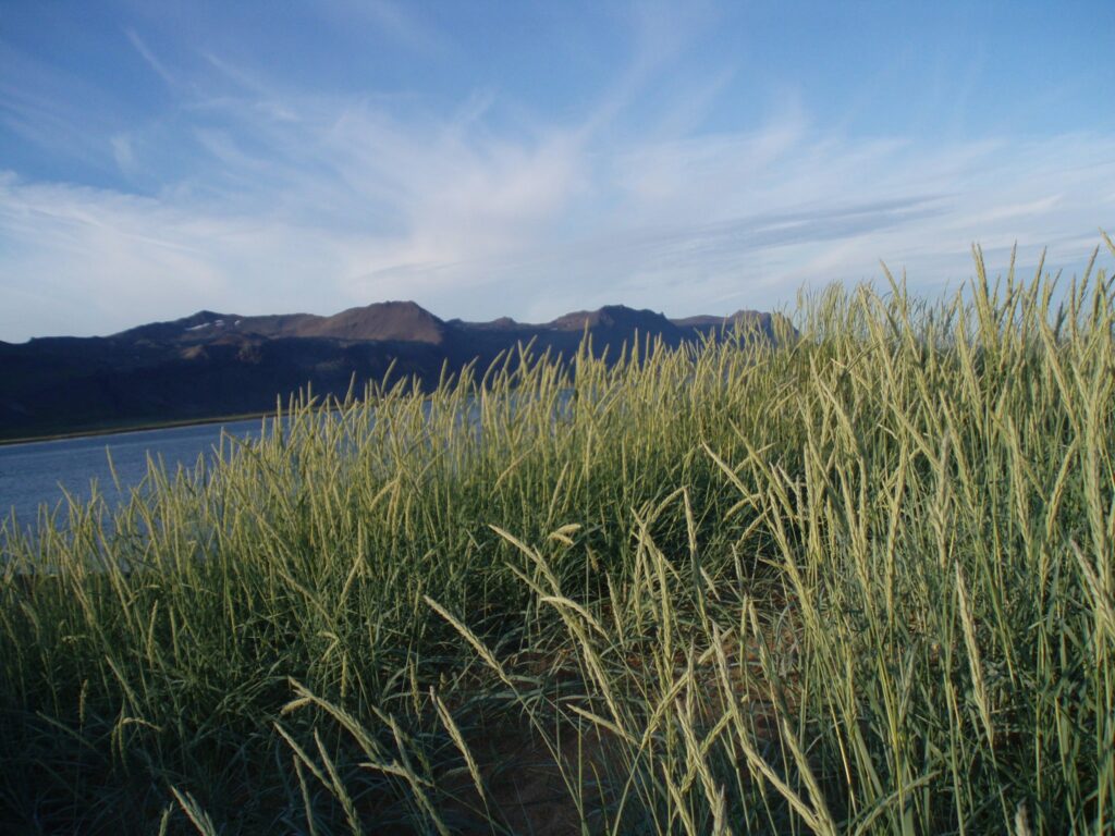 surtsey-island