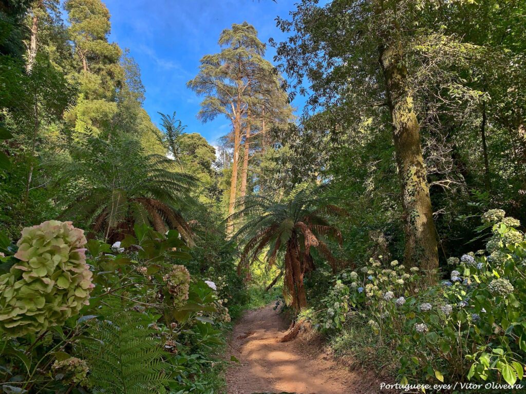 therapeutic forest portugal
