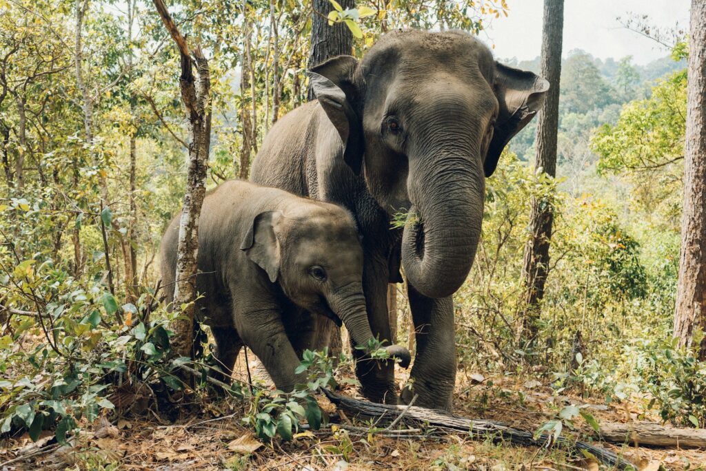 tuskless elephants