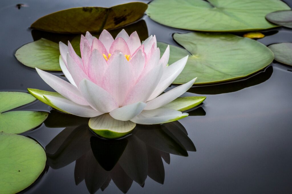 luxury wellness retreats