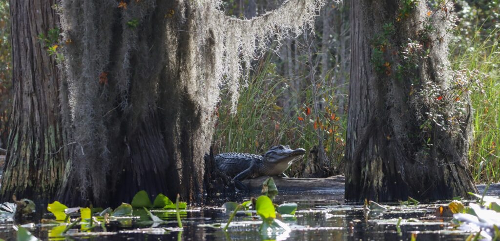 okefenokee swamp