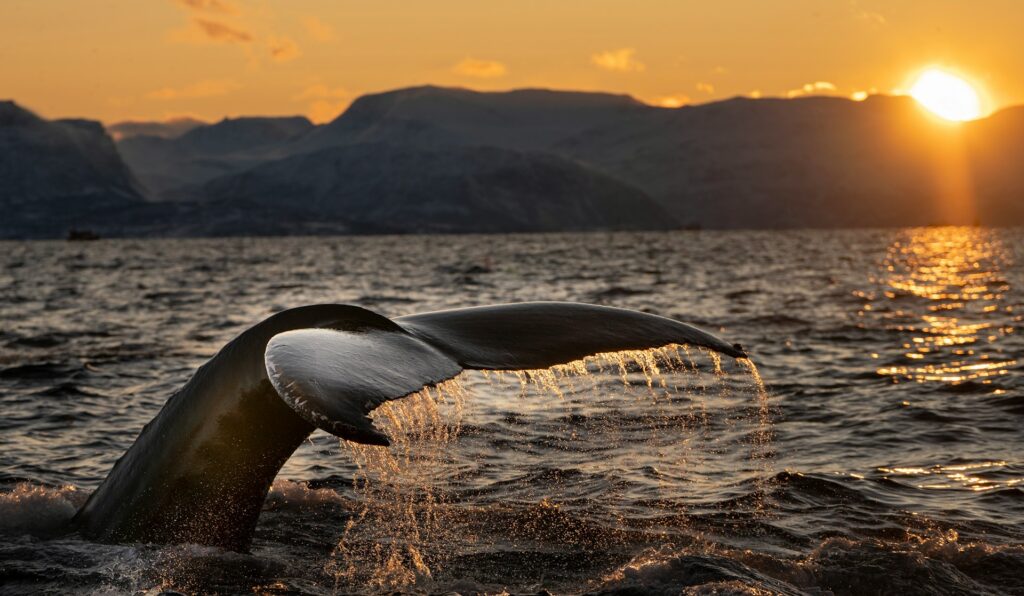 the whale museum norway