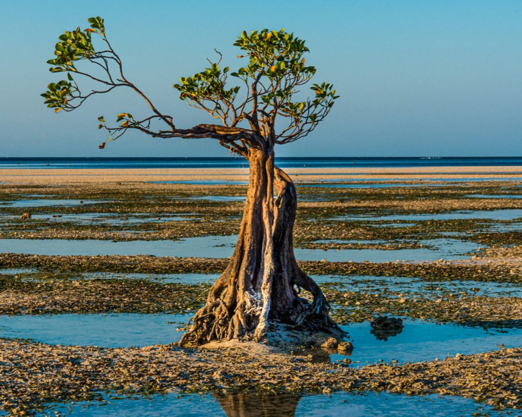 walakiri beach sumba