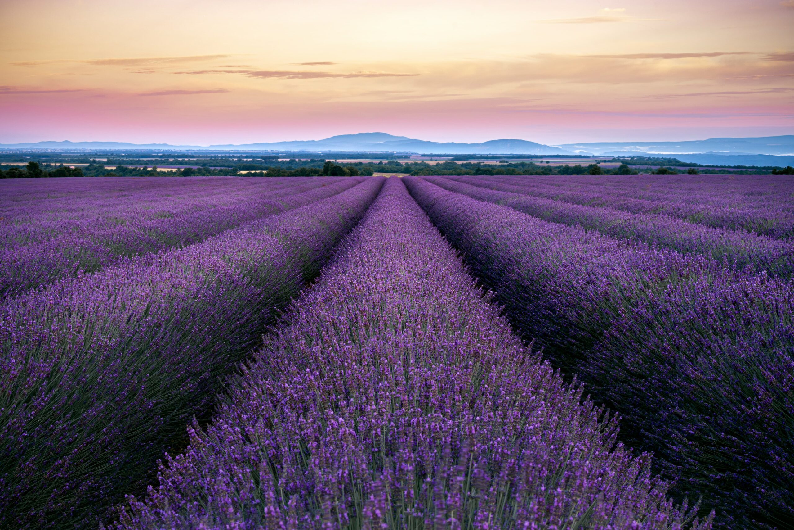Golden sunset over endless lavender fields in the Upper Provence region of France.
