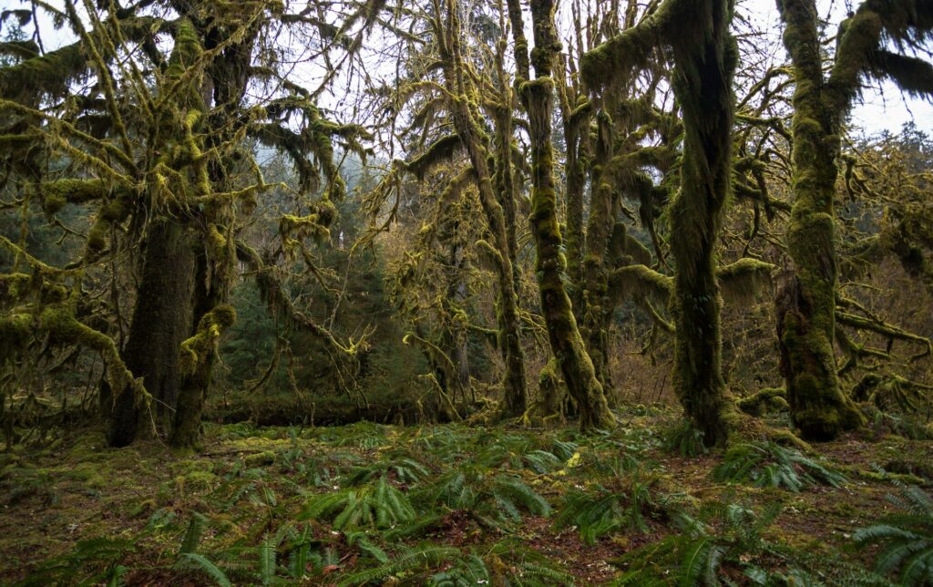 Hoh Rainforest