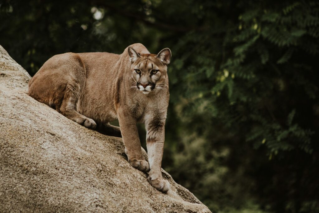 puma conservation chile
