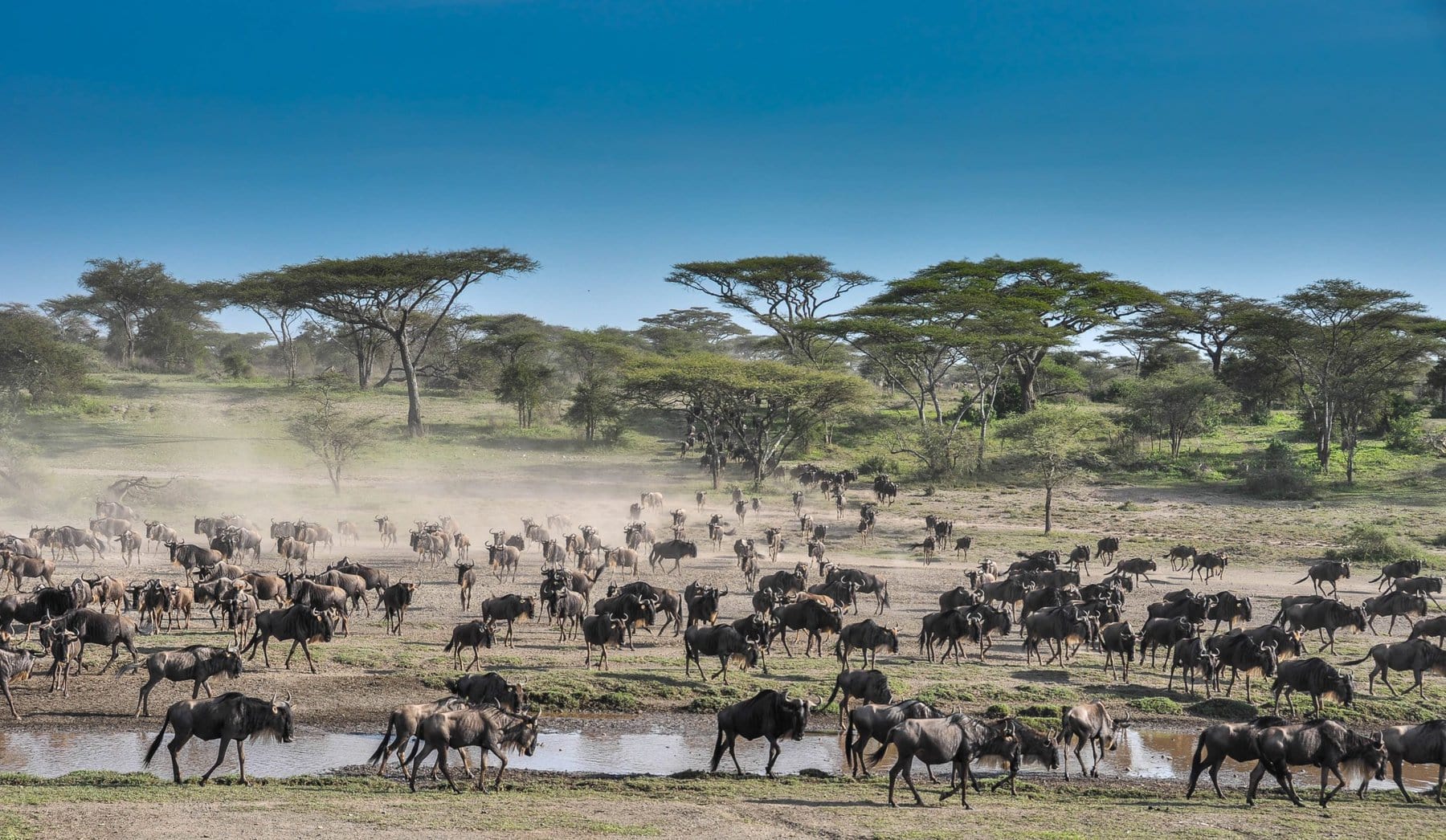 serengueti-tanzania serengueti-tanzania