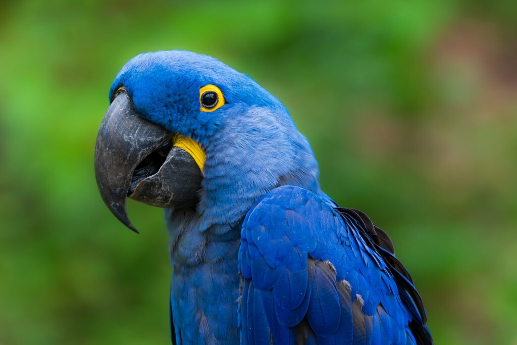 spix's macaw