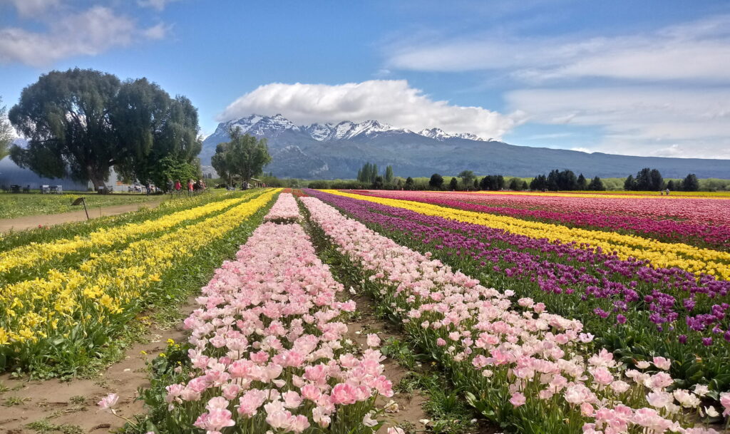 tulip season in Trevelin