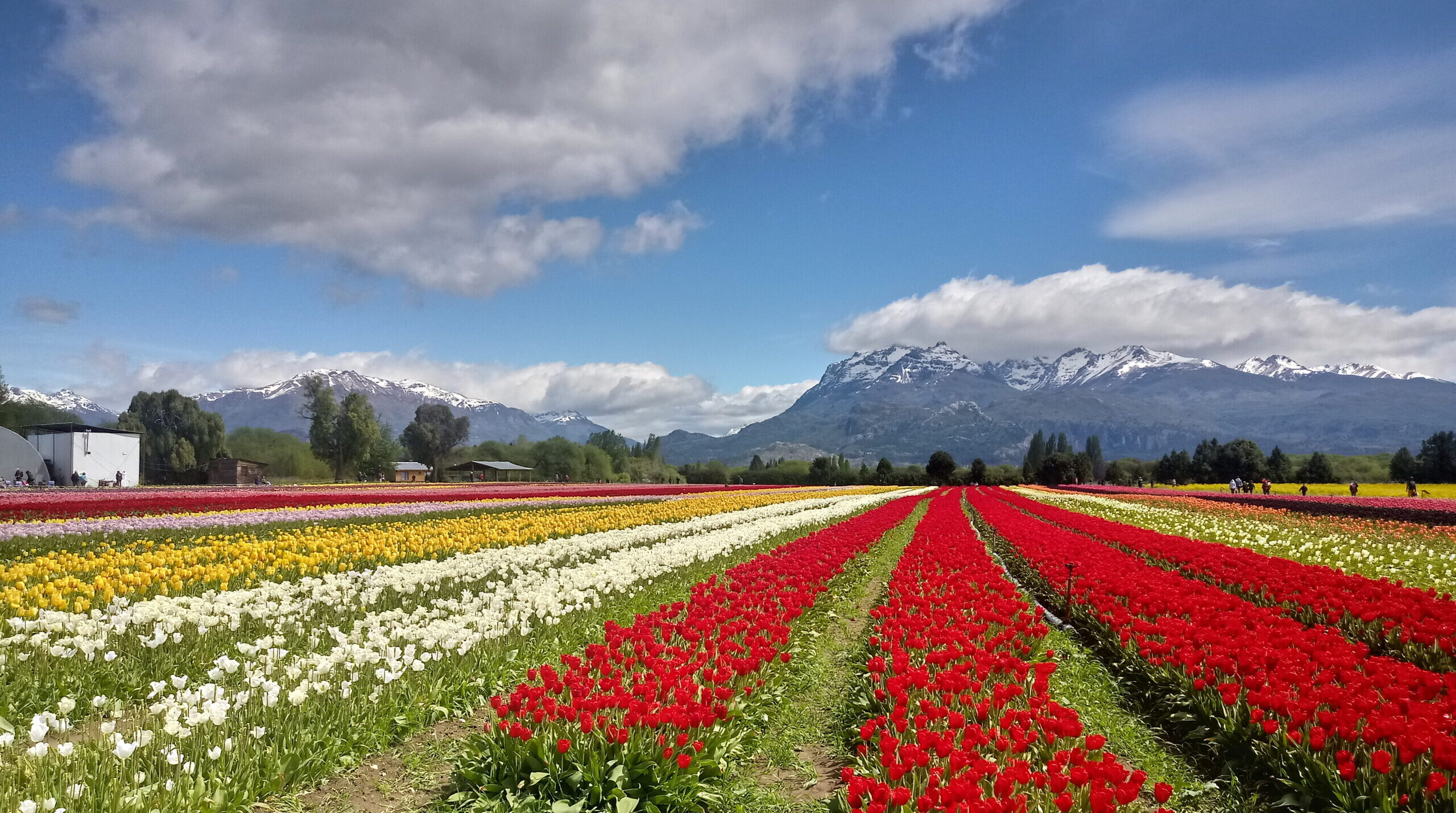 tulips-in-trevelin-chubut tulips-in-trevelin-chubut