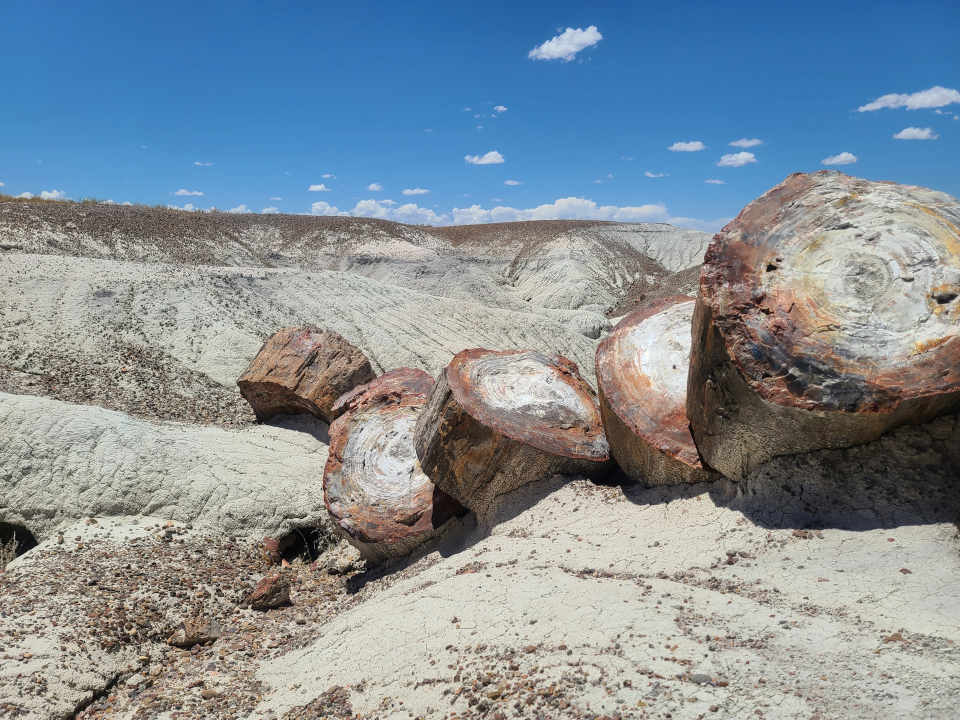Petrified Forest National Park Petrified Forest National Park