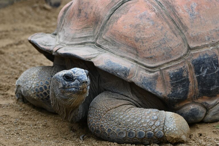 aldabra giant tortoises