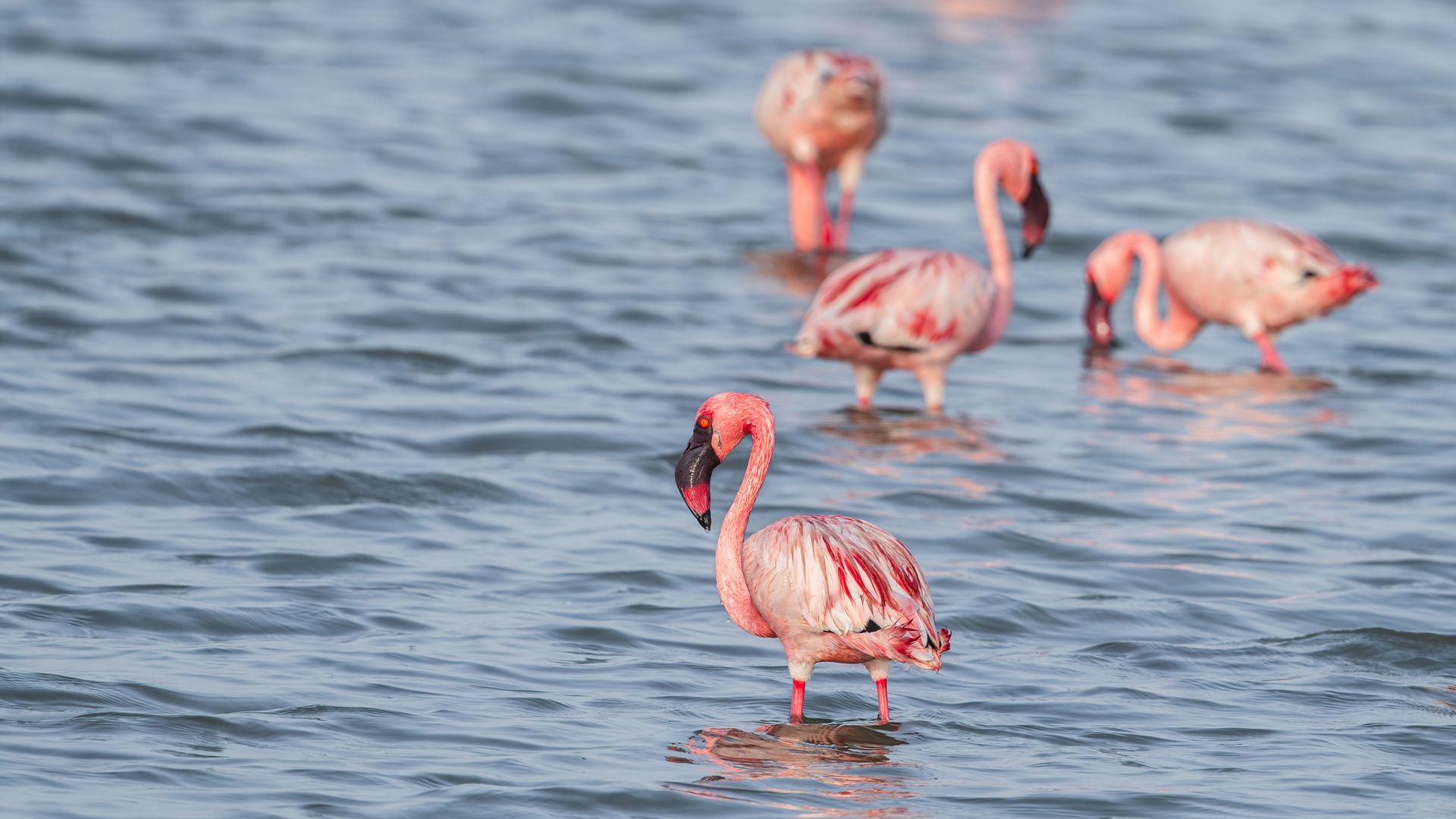 flamingos-in-lake-natron-tanzania flamingos-in-lake-natron-tanzania