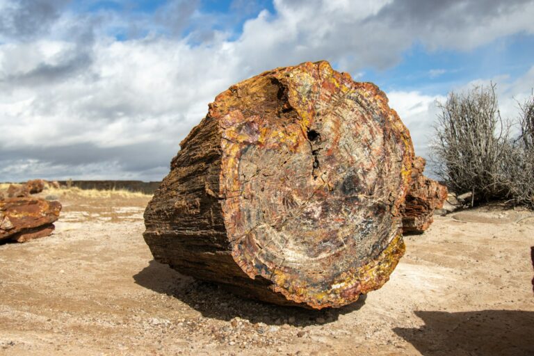 petrified forest arizona